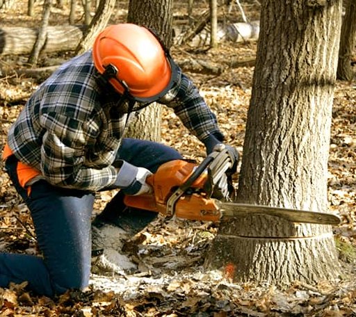 Tree Removal in Grove, OK